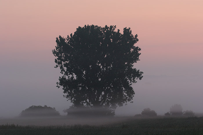 Morgendämmerung Nebel
