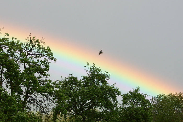 Regenbogen Greifvogel