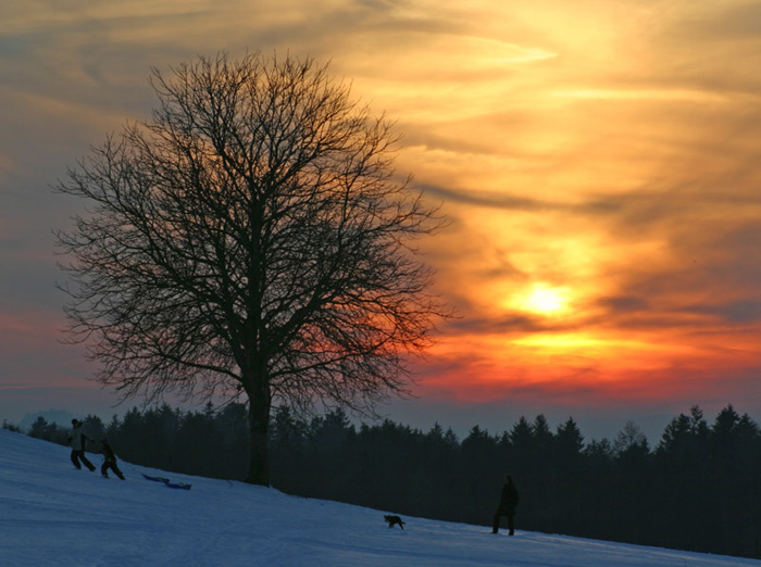 Sonnenuntergang Schneelandschaft Baum
