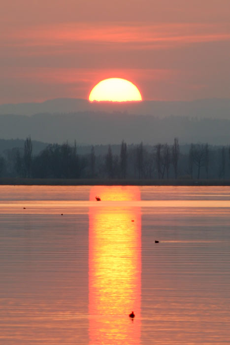 Sonnenuntergang Mettnau Radolfzell Bodensee Hohentwiel Wasservögel
