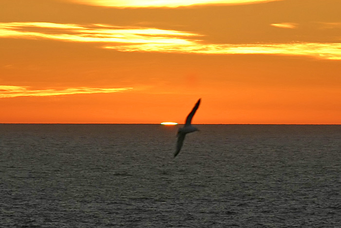 Sonnenuntergang Cornwall Vogel