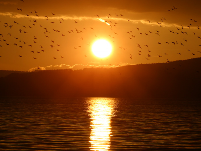Allensbach Sonnenuntergang Vögel Bodensee
