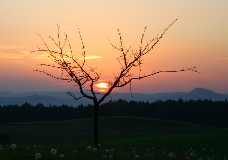 Sonnenuntergang Baum Hohenhewen